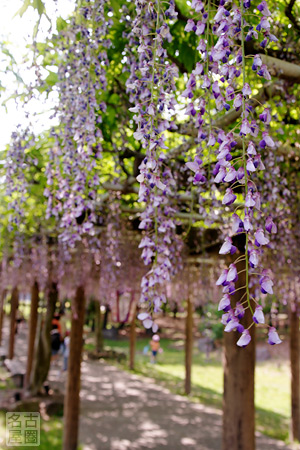 藤が咲く名城公園
