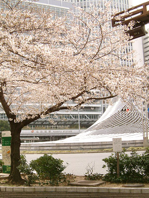 名古屋駅の桜