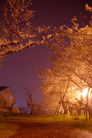清洲古城跡公園の桜