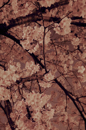 清洲古城跡公園の桜