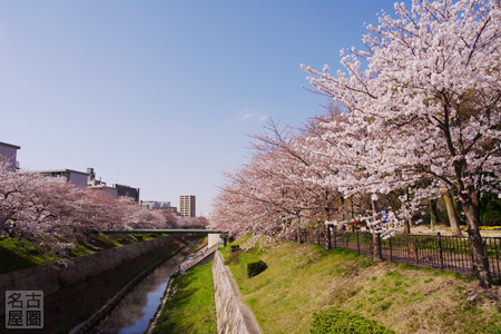 桜咲く山崎川