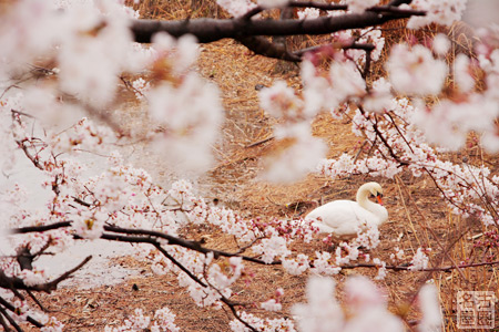 桜と雨と名古屋城
