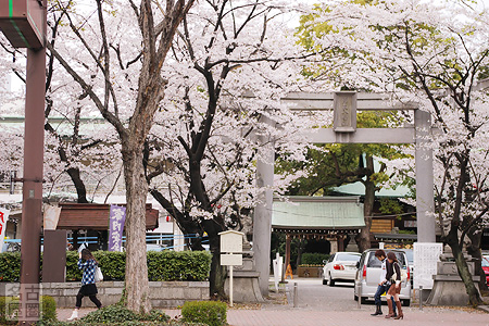 若宮八幡社の桜