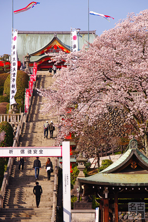 成田山の桜